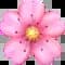 Spring Flowers