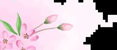 Spring Flowers