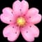 Spring Flowers