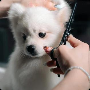 Dog grooming