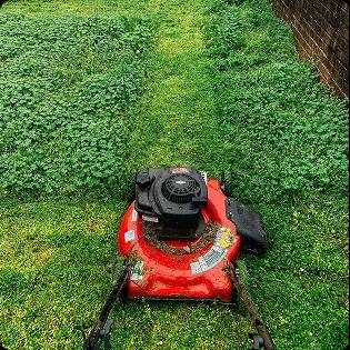 Lawn Mowing